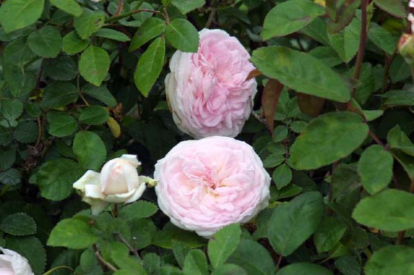Clotilde Soupert old garden rose. April 2003. The Vintage Rosery. 
